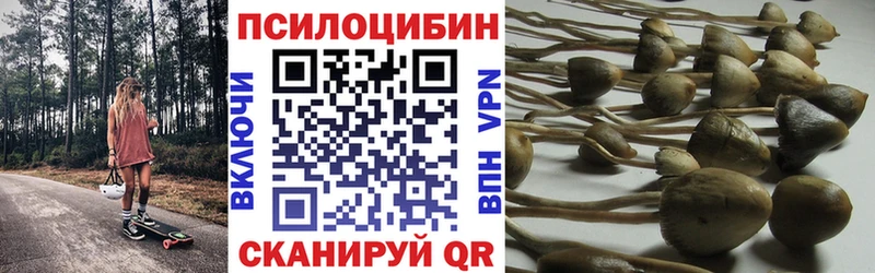 kraken как зайти  Тара  Галлюциногенные грибы MAGIC MUSHROOMS  дарнет шоп 